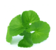 Gotu kola